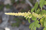 Purple amaranth